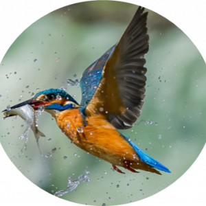 Say hello to this month’s workhorse at ETH: the KingFisher